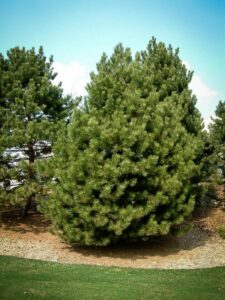 Сосна Чёрная (Pinus Nigra) купить по цене от 270.00р. в интернет-магазине «Посадика» с доставкой почтой в в Усолье-Сибирскоее и по всей России – [изображение №1].