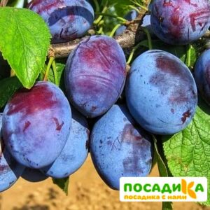 Слива Чачакская ранняя купить по цене от 229.00р. в интернет-магазине «Посадика» с доставкой почтой в в Усолье-Сибирскоее и по всей России – [изображение №1].