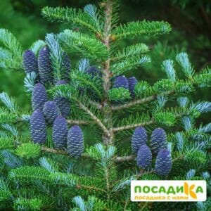 Пихта корейская (Abies koreana) купить по цене от 450.00р. в интернет-магазине «Посадика» с доставкой почтой в в Усолье-Сибирскоее и по всей России – [изображение №1].