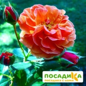 Роза Арабия купить по цене от 350.00р. в интернет-магазине «Посадика» с доставкой почтой в в Усолье-Сибирскоее и по всей России – [изображение №1].