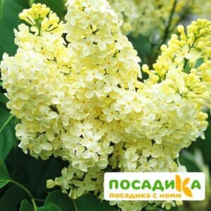 Сирень Примроуз (Primrose) купить по цене от 529.00р. в интернет-магазине «Посадика» с доставкой почтой в в Усолье-Сибирскоее и по всей России – [изображение №1].