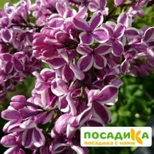 Сирень Сенсация купить по цене от 529.00р. в интернет-магазине «Посадика» с доставкой почтой в в Усолье-Сибирскоее и по всей России – [изображение №1].