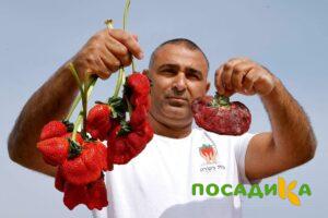 Клубника Гигант Джорнея купить по цене от 266р. в интернет-магазине «Посадика» с доставкой почтой в в Усолье-Сибирскоее и по всей России – [изображение №1].