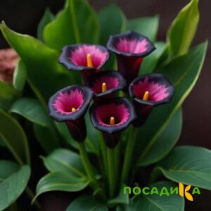 Калла Аура Лейс купить по цене от 400р. в интернет-магазине «Посадика» с доставкой почтой в в Усолье-Сибирскоее и по всей России – [изображение №1].