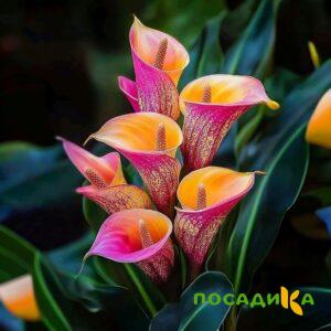 Калла Оникс купить по цене от 450р. в интернет-магазине «Посадика» с доставкой почтой в в Усолье-Сибирскоее и по всей России – [изображение №1].