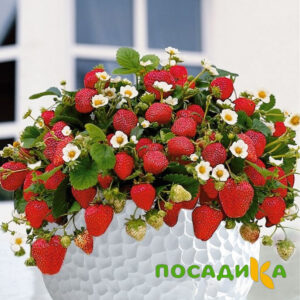 Клубника Рубиновый Шепот (горшечная) купить по цене от 240р. в интернет-магазине «Посадика» с доставкой почтой в в Усолье-Сибирскоее и по всей России – [изображение №1].