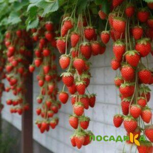 Клубника вьющаяся Комплимент купить по цене от 470р. в интернет-магазине «Посадика» с доставкой почтой в в Усолье-Сибирскоее и по всей России – [изображение №1].