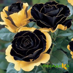 Роза Ханни Сикл купить по цене от 700р. в интернет-магазине «Посадика» с доставкой почтой в в Усолье-Сибирскоее и по всей России – [изображение №1].