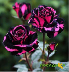 Роза Багровый Шепот купить по цене от 366р. в интернет-магазине «Посадика» с доставкой почтой в в Усолье-Сибирскоее и по всей России – [изображение №1].