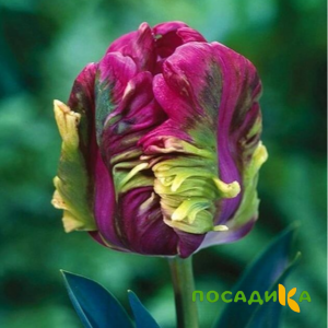 Тюльпан Экзотик Хэвен купить по цене от 186р. в интернет-магазине «Посадика» с доставкой почтой в в Усолье-Сибирскоее и по всей России – [изображение №1].
