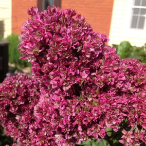 Флокс Филингс купить по цене от 329р. в интернет-магазине «Посадика» с доставкой почтой в в Усолье-Сибирскоее и по всей России – [изображение №1].