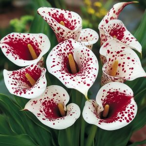 Калла Эмпайр купить по цене от 302р. в интернет-магазине «Посадика» с доставкой почтой в в Усолье-Сибирскоее и по всей России – [изображение №1].