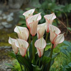 Калла Глейшер купить по цене от 299р. в интернет-магазине «Посадика» с доставкой почтой в в Усолье-Сибирскоее и по всей России – [изображение №1].