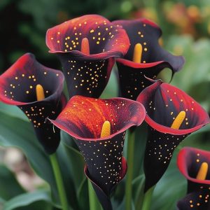 Калла Нуар купить по цене от 299р. в интернет-магазине «Посадика» с доставкой почтой в в Усолье-Сибирскоее и по всей России – [изображение №1].