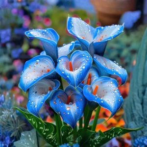 Калла Портрейт купить по цене от 292р. в интернет-магазине «Посадика» с доставкой почтой в в Усолье-Сибирскоее и по всей России – [изображение №1].