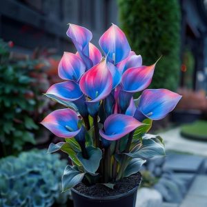 Калла Импрессия купить по цене от 590р. в интернет-магазине «Посадика» с доставкой почтой в в Усолье-Сибирскоее и по всей России – [изображение №1].