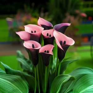 Калла Энигма купить по цене от 291р. в интернет-магазине «Посадика» с доставкой почтой в в Усолье-Сибирскоее и по всей России – [изображение №1].