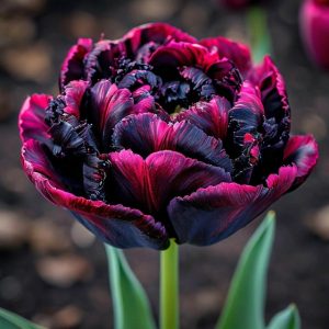 Тюльпан Фламинго купить по цене от 500р. в интернет-магазине «Посадика» с доставкой почтой в в Усолье-Сибирскоее и по всей России – [изображение №1].