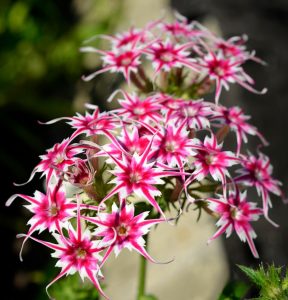 Флокс Метельчатый Путь купить по цене от 456р. в интернет-магазине «Посадика» с доставкой почтой в в Усолье-Сибирскоее и по всей России – [изображение №1].