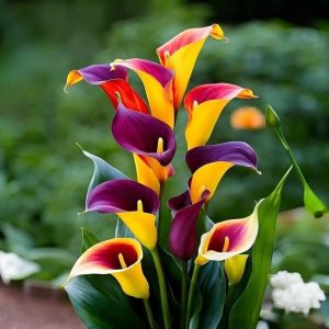 Калла Кристалл купить по цене от 450р. в интернет-магазине «Посадика» с доставкой почтой в в Усолье-Сибирскоее и по всей России – [изображение №1].