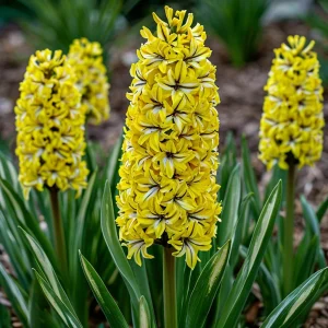 Гиацинт Сансет Голд купить по цене от 2099р. в интернет-магазине «Посадика» с доставкой почтой в в Усолье-Сибирскоее и по всей России – [изображение №1].