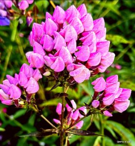 Флокс Бутоник купить по цене от 461р. в интернет-магазине «Посадика» с доставкой почтой в в Усолье-Сибирскоее и по всей России – [изображение №1].