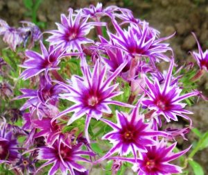 Флокс Звездное Кружево купить по цене от 361р. в интернет-магазине «Посадика» с доставкой почтой в в Усолье-Сибирскоее и по всей России – [изображение №1].