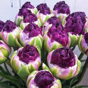 Тюльпан Анаконда купить по цене от 450р. в интернет-магазине «Посадика» с доставкой почтой в в Усолье-Сибирскоее и по всей России – [изображение №1].