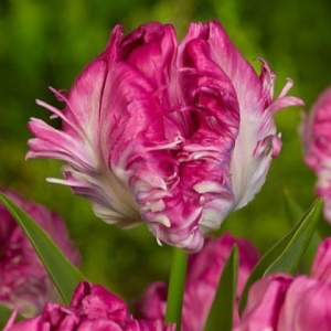 Тюльпан махровый Кул Кристал купить по цене от 400р. в интернет-магазине «Посадика» с доставкой почтой в в Усолье-Сибирскоее и по всей России – [изображение №1].