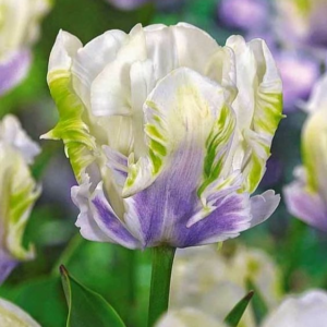 Тюльпан Уайт Лизарт купить по цене от 360р. в интернет-магазине «Посадика» с доставкой почтой в в Усолье-Сибирскоее и по всей России – [изображение №1].