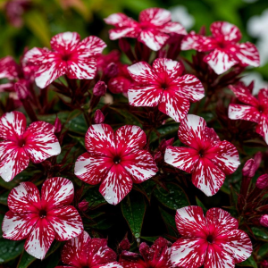 Флокс Ливер Гриммер купить по цене от 590р. в интернет-магазине «Посадика» с доставкой почтой в в Усолье-Сибирскоее и по всей России – [изображение №1].