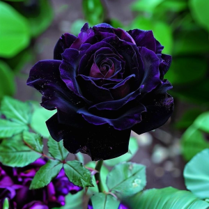 Роза Блэк Пантер купить по цене от 319р. в интернет-магазине «Посадика» с доставкой почтой в в Усолье-Сибирскоее и по всей России – [изображение №1].