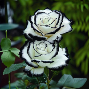 Роза Силк Ивин купить по цене от 319р. в интернет-магазине «Посадика» с доставкой почтой в в Усолье-Сибирскоее и по всей России – [изображение №1].