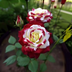 Роза Роял Глом купить по цене от 401р. в интернет-магазине «Посадика» с доставкой почтой в в Усолье-Сибирскоее и по всей России – [изображение №1].