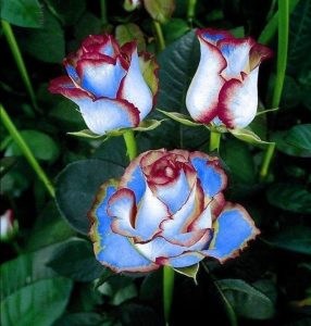 Роза Сафайер Пэтл купить по цене от 450р. в интернет-магазине «Посадика» с доставкой почтой в в Усолье-Сибирскоее и по всей России – [изображение №1].